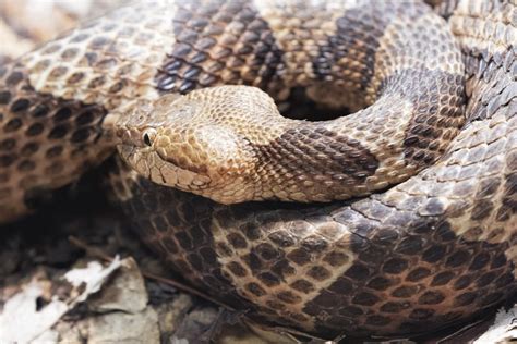 Cómo identificar una serpiente cabeza de cobre bebé (21 fotos) | Animalesis