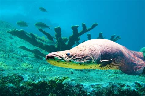 Arapaima, Ikan Arwana Terbesar yang Menakutkan dan Langka