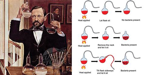 How Did Louis Pasteur Disprove Spontaneous Generation