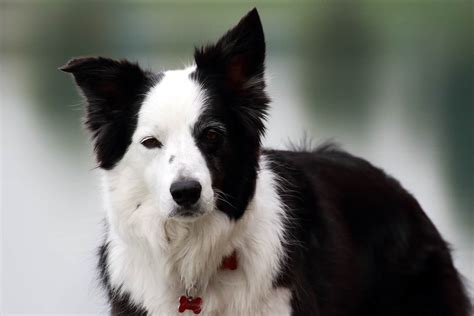 Why using treats in training Border Collies? - That'll Do Academy