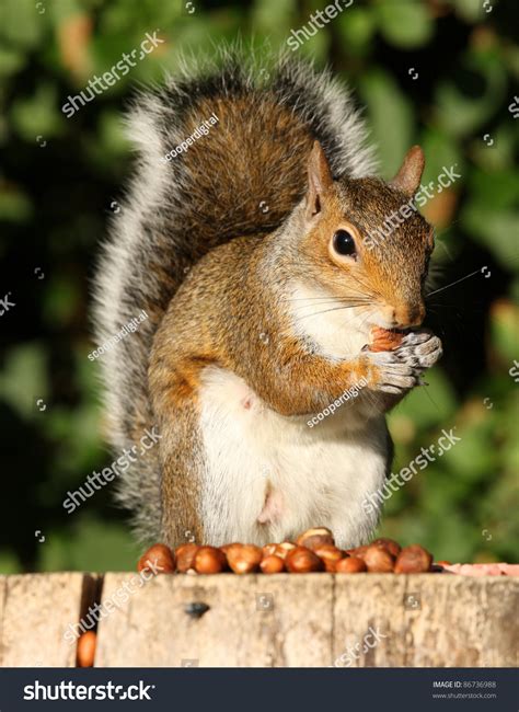 Grey Squirrel Eating Hazelnuts On An Old Tree Stump In Autumn Stock Photo 86736988 : Shutterstock