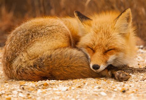 Sleeping Fox Wallpapers - Wallpaper Cave