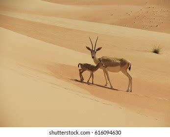 1,065 Arabian sand gazelle Images, Stock Photos & Vectors | Shutterstock