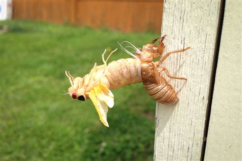 Check Out These Epic Photos of This Year's Cicada Emergence - The Allegheny Front