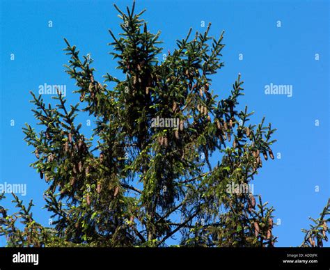 Pine Tree with Pine Cones and Blue Sky Stock Photo - Alamy