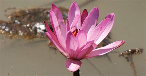 The Lotus Flower, A Metaphor for Life - iFlow Yoga