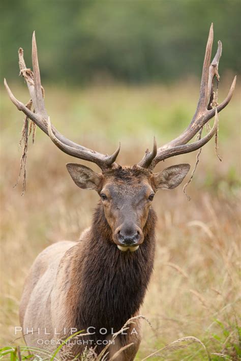 Roosevelt elk, adult bull male with large antlers, Redwood National ...