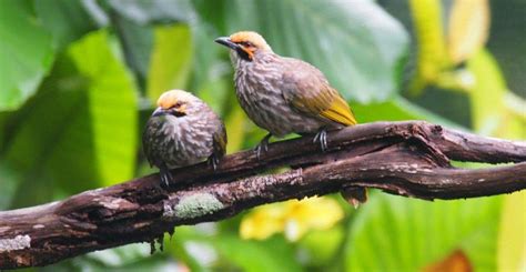 Bagaimana cara membedakan burung cucak rowo jantan dan betina ? - Hewan Peliharaan - Dictio ...