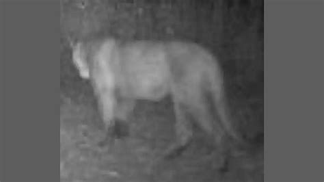 Multiple Mountain Lion Sightings Caught on Camera in Iowa [VIDEO]