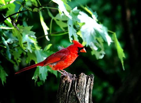 Cardinal Male Red Bird · Free photo on Pixabay