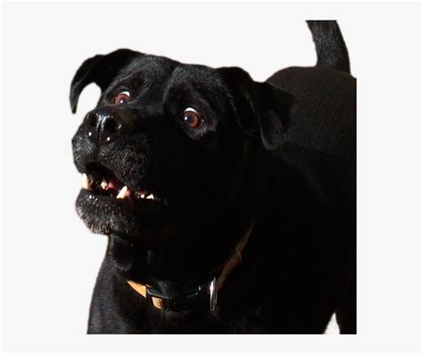 Surprised Dog Transparent, HD Png Download - kindpng