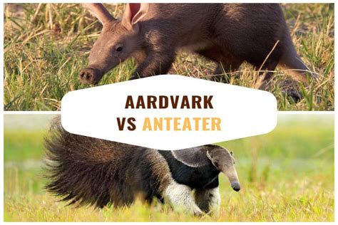 Aardvark vs Anteater: Difference Between Them & How They’re the Same