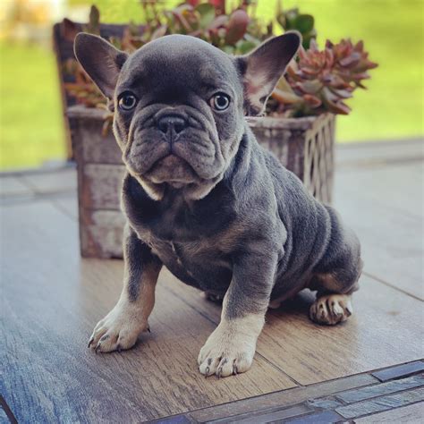 Frenchie Puppies | Fancy French Bulldogs