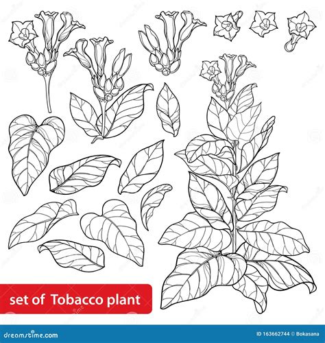 Tobacco Plant Illustration, Drawing, Engraving, Ink, Line Art, Vector ...