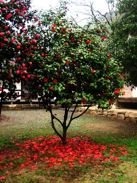 Red Camellia Tree - a photo on Flickriver