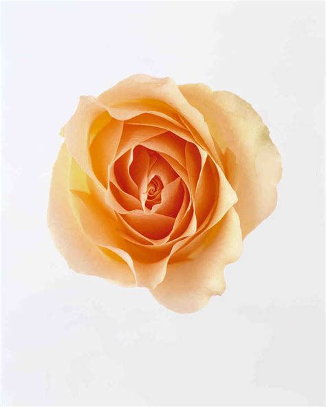 The Meaning of Rose Colors | Martha Stewart Weddings