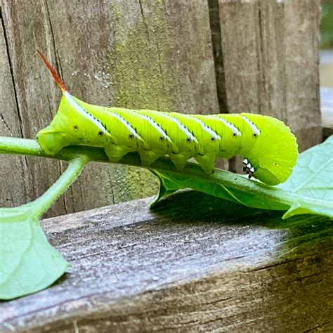 Tomato Hornworm Life Cycle