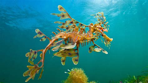 Dollzis: Leafy Sea Dragon Habitat Description