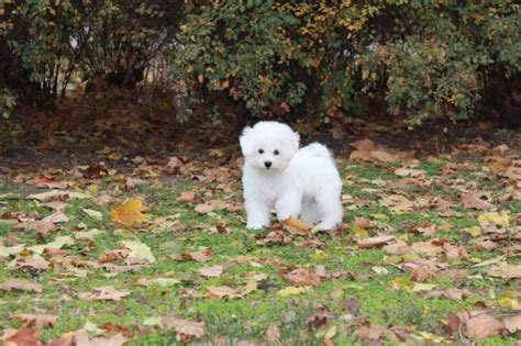 10+ Best Bichon Frise Dog Names – The Paws | Bichon frise dogs, Dog names, Bichon frise