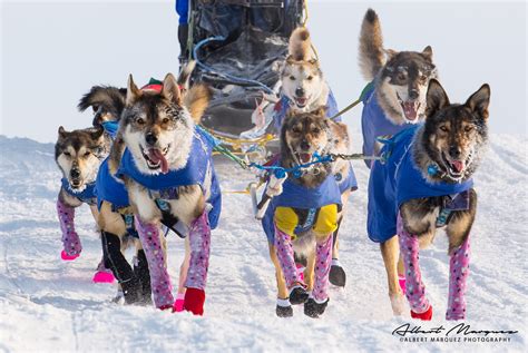 2023 Iditarod & Northern Lights Tour - Iditarod Race — Planet Earth Adventures - Guided Tours ...