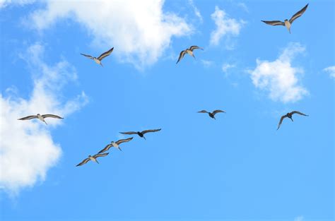 Seagulls Flying Free Stock Photo - Public Domain Pictures