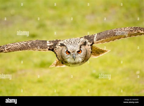 flying eagle owl Stock Photo - Alamy