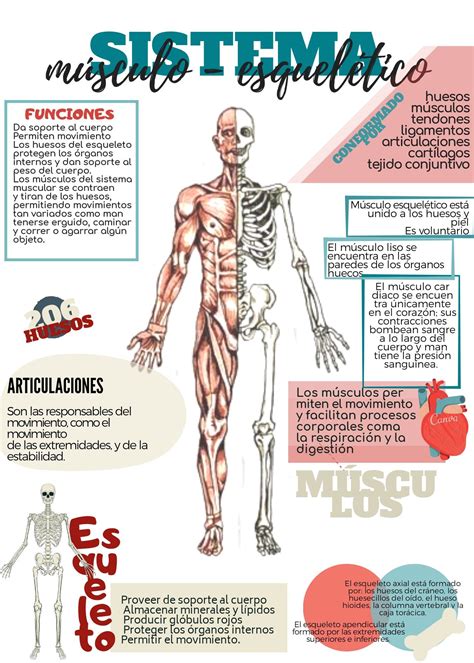 Sistema musculo esquelético | Sistema muscular humano, Libros de ...