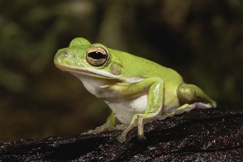 A Guide to Caring for American Green Tree Frogs as Pets