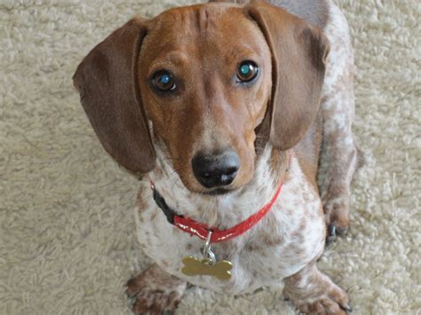 Dachshund Piebald - handsome boy Dachshund, Paw, Puppies, Pretty, Animals, Feltro, Animales ...