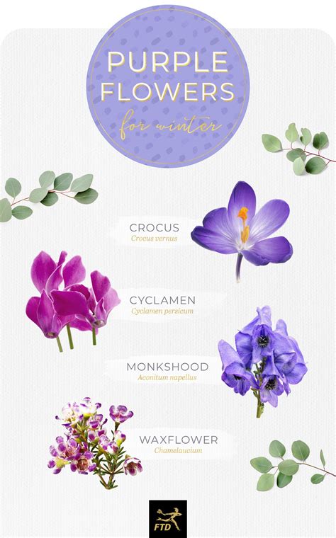 Purple Flowers Pictures And Names ~ Purple Flowers Names And Pictures | Bodenswasuee