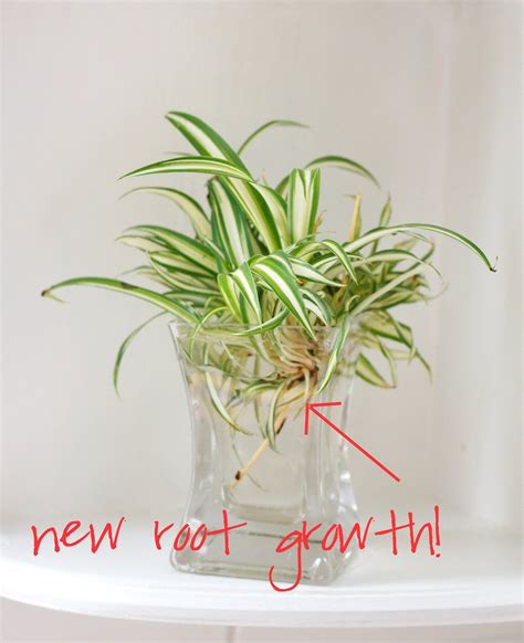 DIY: Spider plant propagation. Place offspring shoot into water to encourage root growth Plant ...