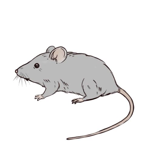 Comment dessiner une souris: 7 étapes (avec des photos)