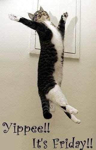 Yippee! It's Friday shouts this #cat Funny Animal Pictures, Cute Funny ...