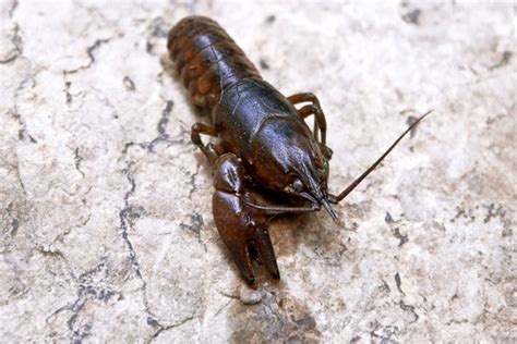 Crawdad | Free stock photos - Rgbstock - Free stock images | ericortner | June - 29 - 2010 (9)