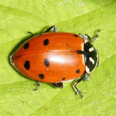 Convergent Lady Beetle: Identification, Life Cycle, Facts & Pictures