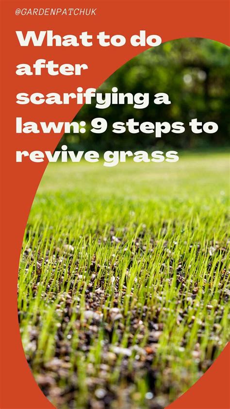 No Grass Left After Scarifying? 9 Steps to Revive Your Lawn