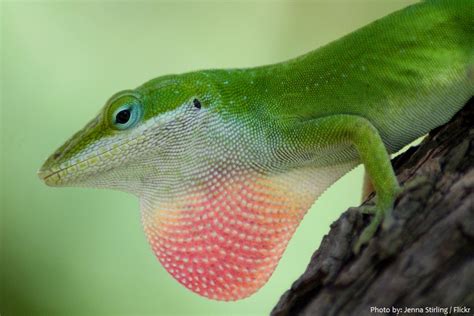 Interesting facts about green anoles | Just Fun Facts