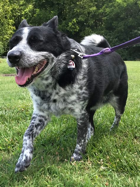 Australian Cattle Dog Training, Temperament, & Lifespan