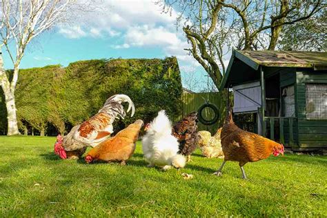 How Long Will My Hens Live For? - The Happy Chicken Coop