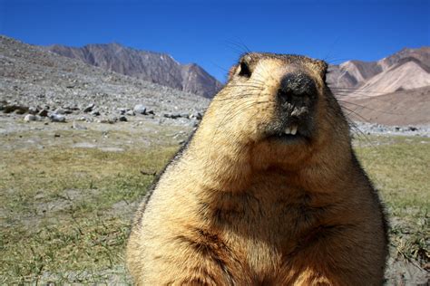 Teeth-er | The Himalayan marmot is one of the highest living… | Flickr