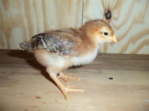 Annabelle's Chickens: Just the FAQs ma'am, baby chicks have arrived....