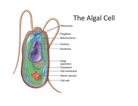 The Algal Cell Diagram | Quizlet