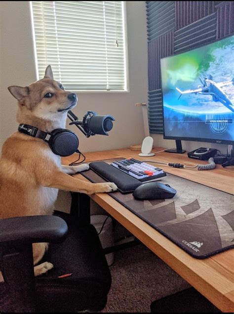 Pc Meme, Baby Animals, Cute Animals, Pc Gaming Setup, Animals Images ...