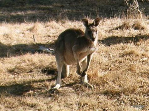 What’s Lurking In Your Backyard? – #6 Eastern Grey Kangaroo – Habitat Ecology