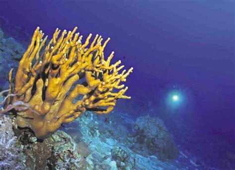 Gov’t eyes push for marine biodiversity | Inquirer News