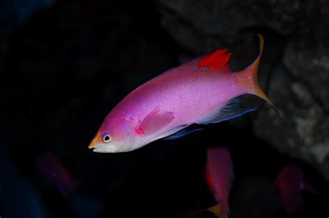 Pink Fish | Terss | Flickr