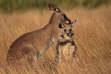 Kangaroo and joey at sunset at Geehi Flats - Extraordinary Places