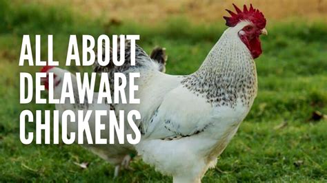 Delaware Chickens – Breed Profile, Facts and Care - YouTube