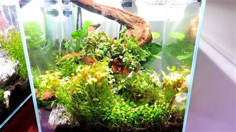 CYCLING YOUR AQUARIUM AND WHEN TO ADD PLANTS? - YouTube