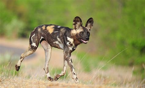 Wild Dogs of the Kruger National Park - also known as painted wolves. | Wild dogs, Kruger ...